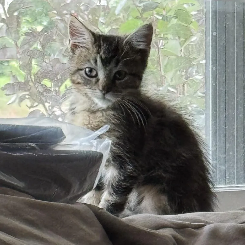 A baby small-sized male Gray / Blue / Silver Domestic Short Hair cat named Uzi for adoption in St. Peters, MO