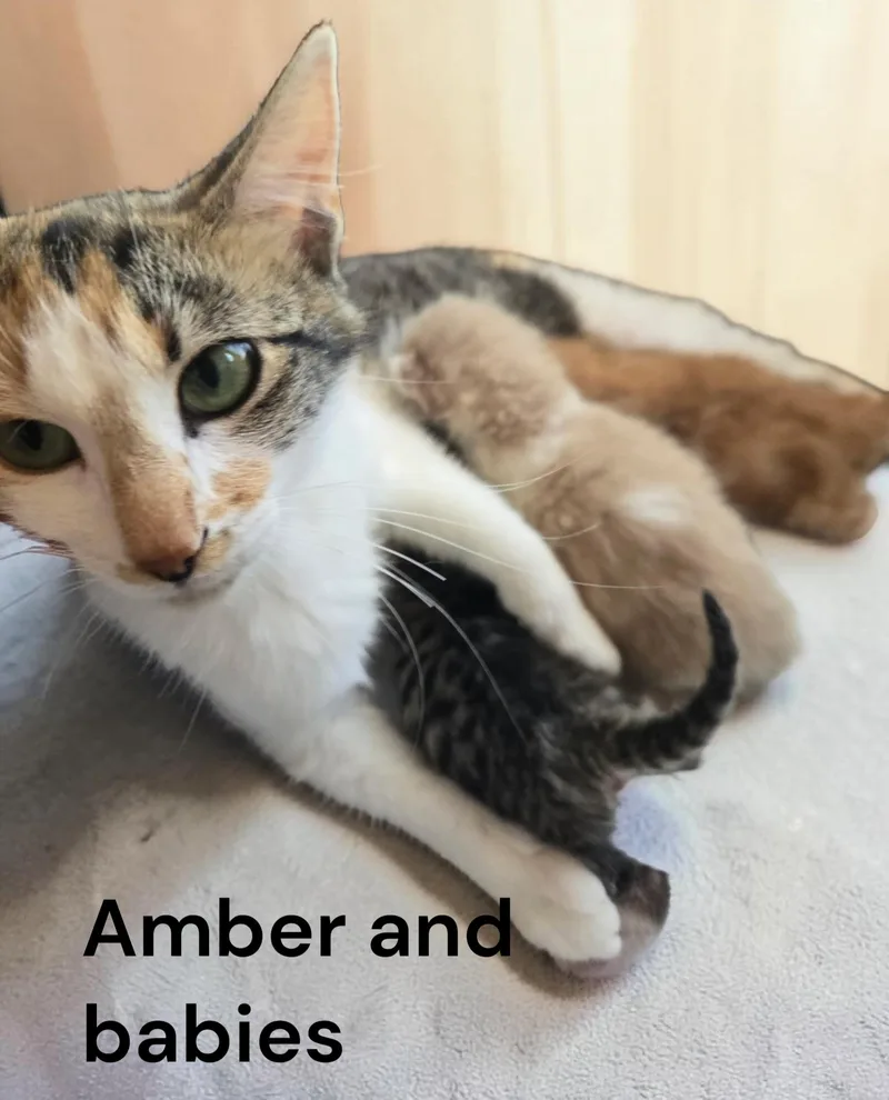 An adult medium-sized female Dilute Calico cat named Amber for adoption in Weems, VA