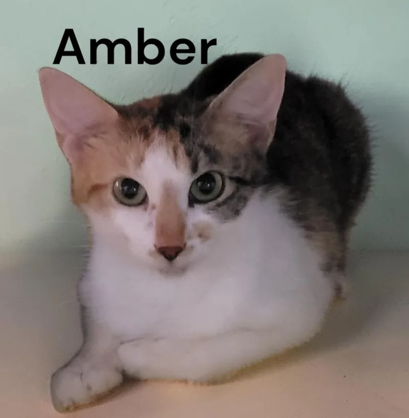 Amber thumbnail 2