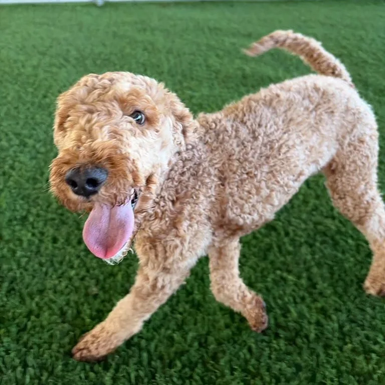 A young small-sized female Goldendoodle dog named Dolly for adoption in Brooklyn, NY