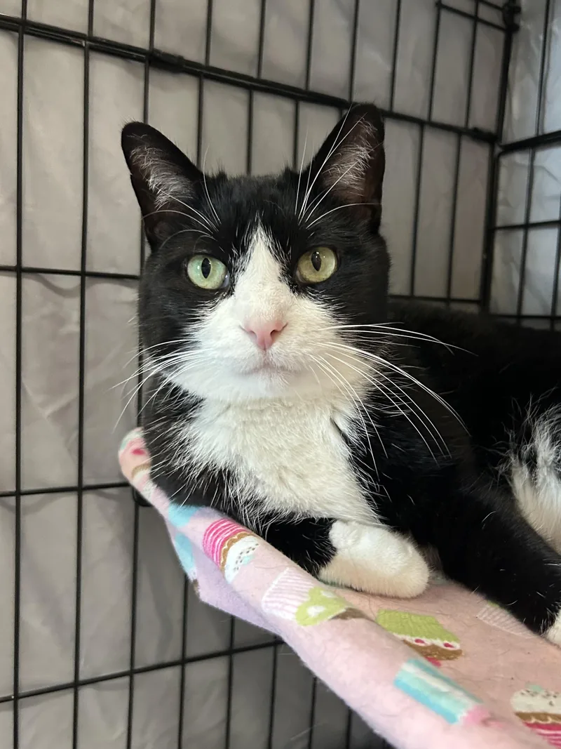 An adult medium-sized male Black & White / Tuxedo Domestic Short Hair cat named Milo for adoption in Mokena, IL