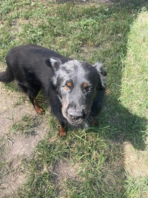An adult large-sized male Chow Chow dog named Sugar for adoption in Houston, TX