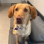 An adult medium-sized female Red / Chestnut / Orange Mixed Breed dog named Zoey for adoption in Lansing, MI