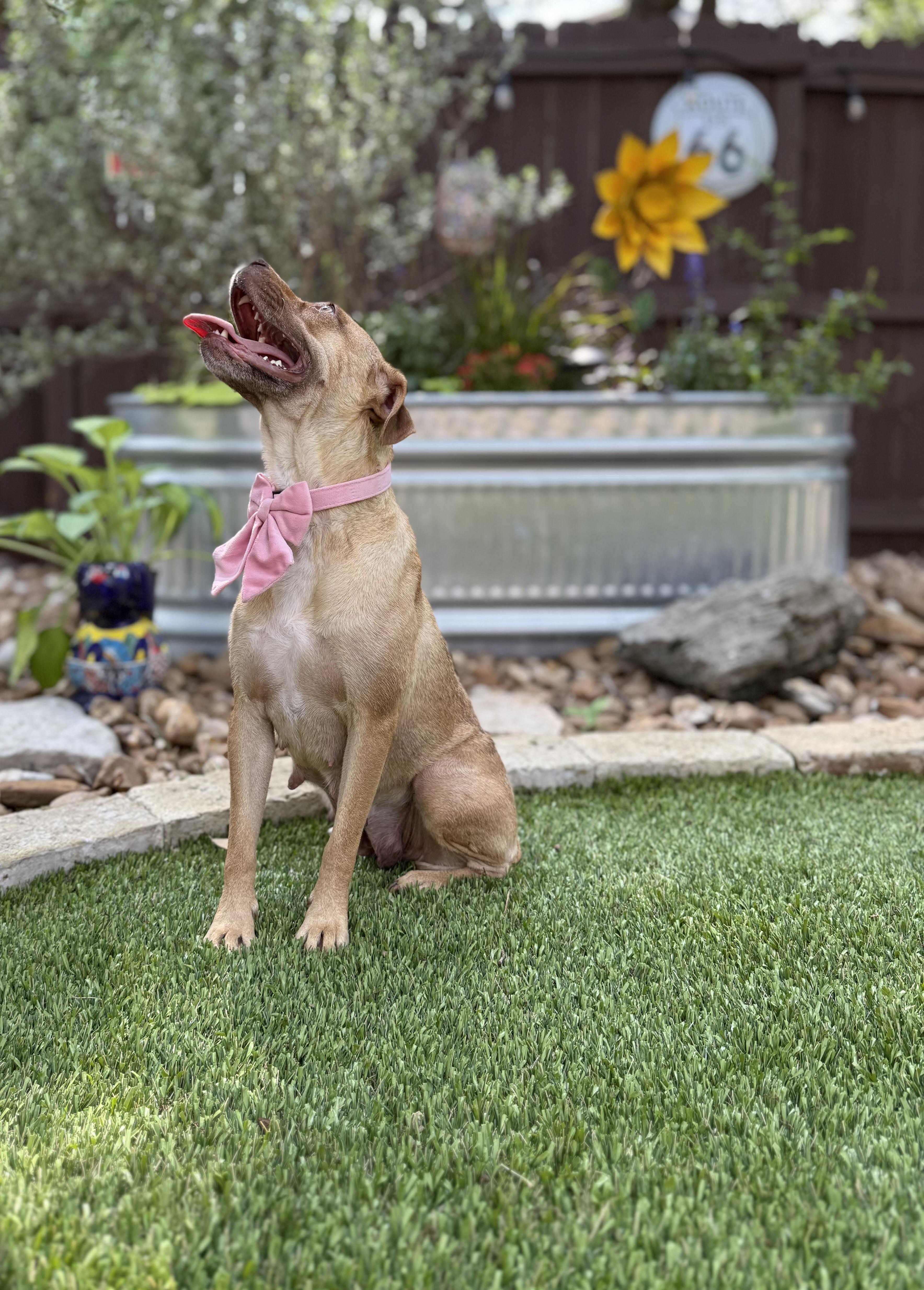 An adult medium-sized female Yellow / Tan / Blond / Fawn Labrador Retriever dog named Goldie for adoption in San Antonio, TX