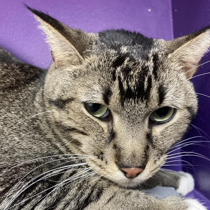 An adult medium-sized male Gray / Blue / Silver Domestic Short Hair cat named Ashwin for adoption in Kanab, UT