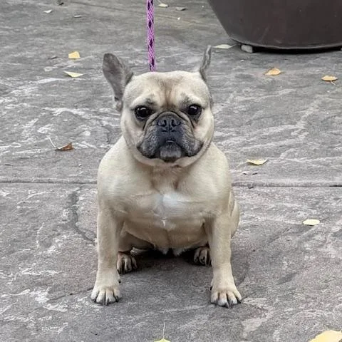 An adult small-sized female French Bulldog dog named Francine for adoption