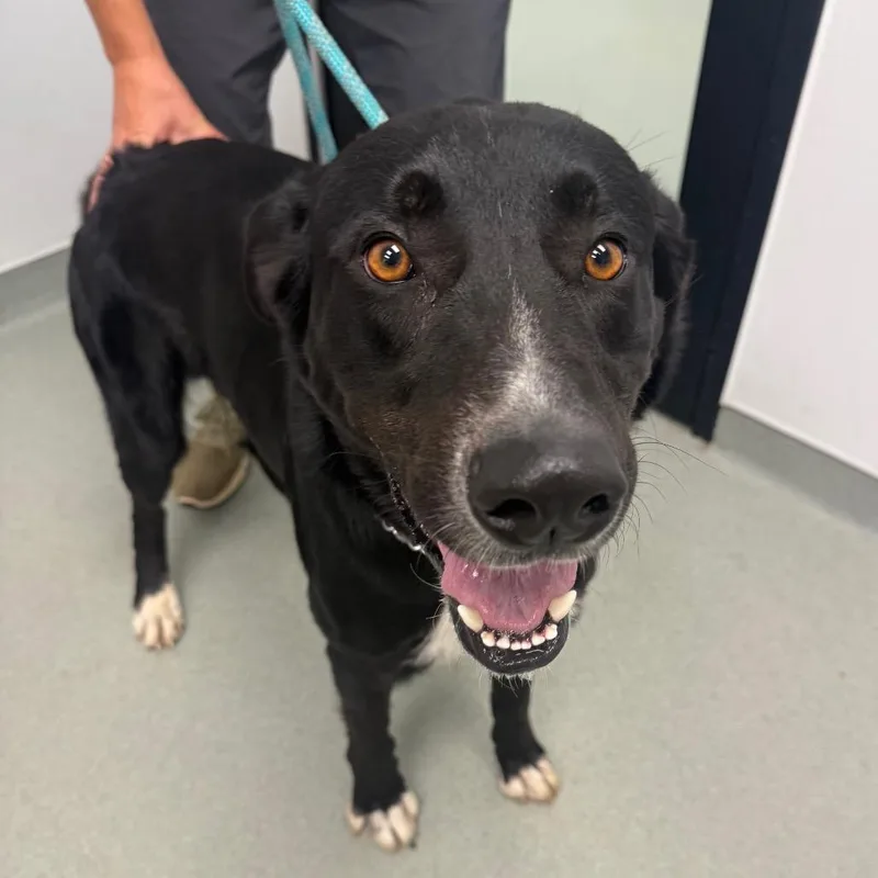 An adult large-sized male Black German Shepherd Dog dog named Jasper Lee for adoption in Abilene, TX