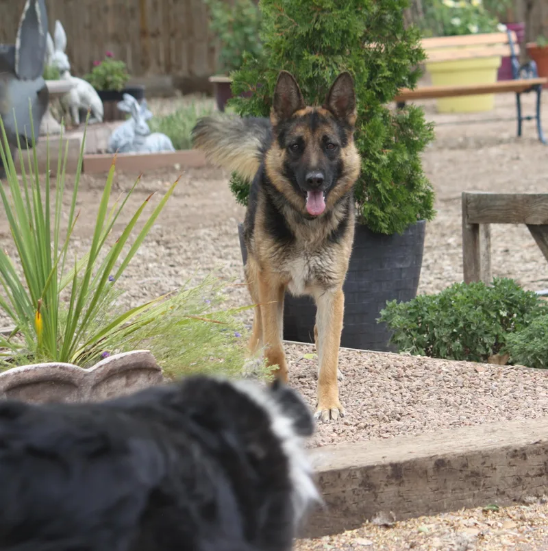 An adult medium-sized male German Shepherd Dog dog named Leo for adoption in Albuquerque, NM