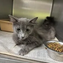 An adult small-sized female Gray / Blue / Silver Domestic Medium Hair cat named Momma Maggie for adoption in Shinnston, WV