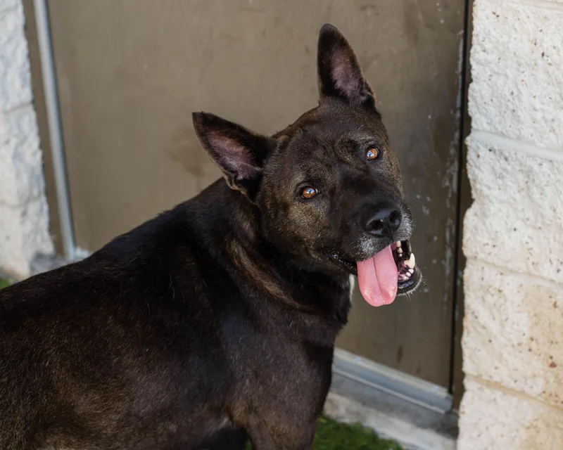 An adult large-sized male Black Akita dog named Ryu for adoption in Mont Belvieu, TX