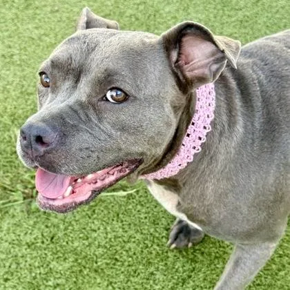 An adult large-sized female Mixed Breed dog named Honey for adoption in Largo, FL