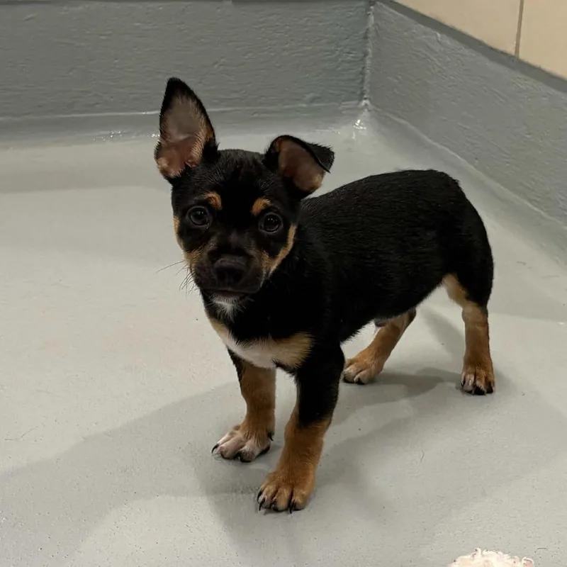 A baby small-sized male Black Dachshund dog named Flint for adoption in Beaumont, TX