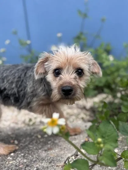 Tiffany Valentine thumbnail 2