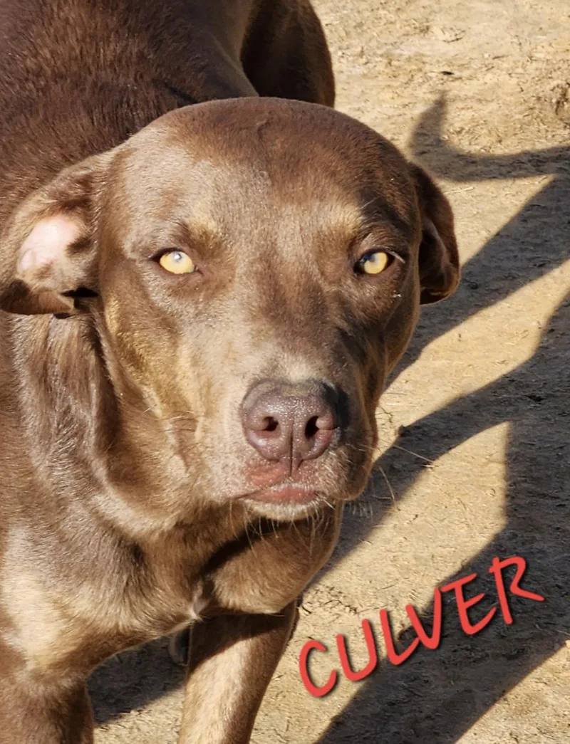 Culver  Looking for thumbnail 4