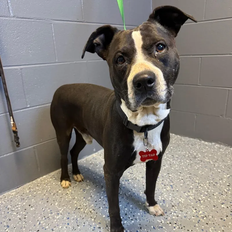 Tip Tap Aka Old thumbnail 2