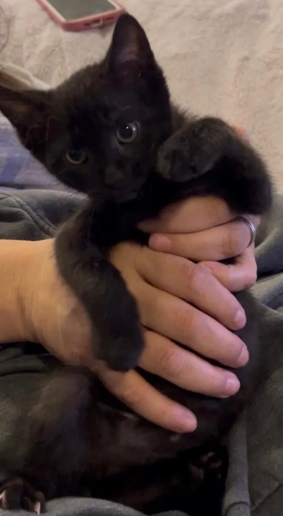 A baby small-sized female Domestic Short Hair cat named Raven for adoption in Darien, GA