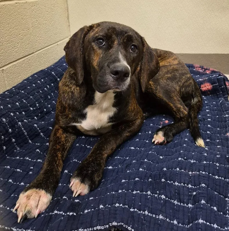 A young medium-sized female Hound dog named Darcey for adoption in Christiansburg, VA