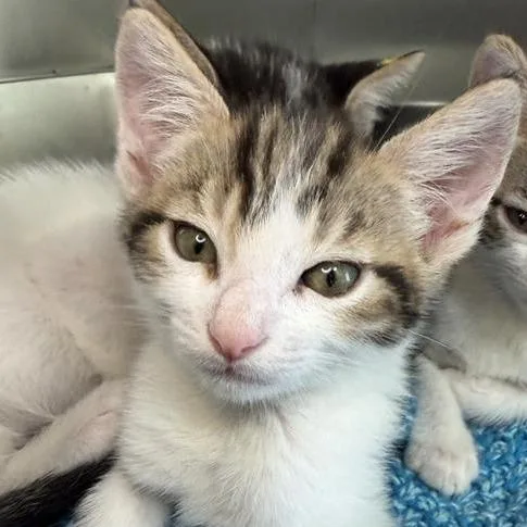 A baby small-sized male Domestic Short Hair cat named Eepin for adoption in Los Angeles, CA