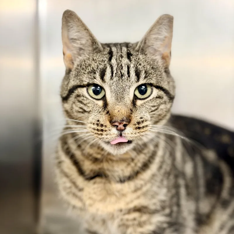 An adult medium-sized female Tabby (Brown / Chocolate) Domestic Short Hair cat named Tayla for adoption in Jackson, NJ