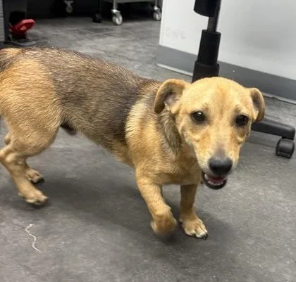 An adult small-sized male Chihuahua dog named B Champ for adoption in North Charleston, SC
