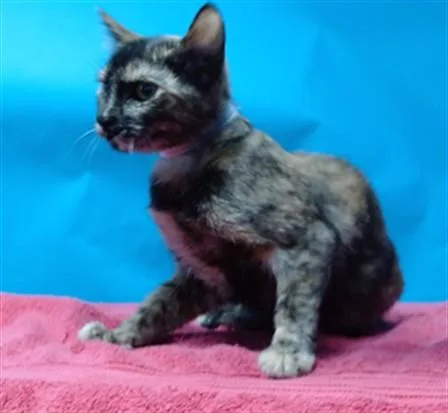 A baby small-sized female Domestic Short Hair cat named Marcy for adoption in Gardena, CA