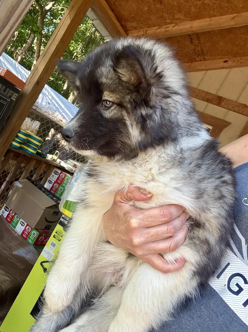 A baby medium-sized male Siberian Husky dog named Wade for adoption in Sumter, SC
