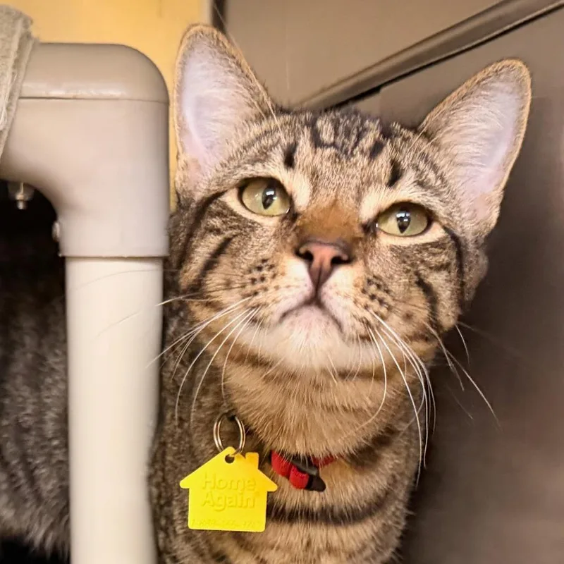 A young medium-sized male Brown / Chocolate Domestic Short Hair cat named Viggo for adoption in Springfield, MA