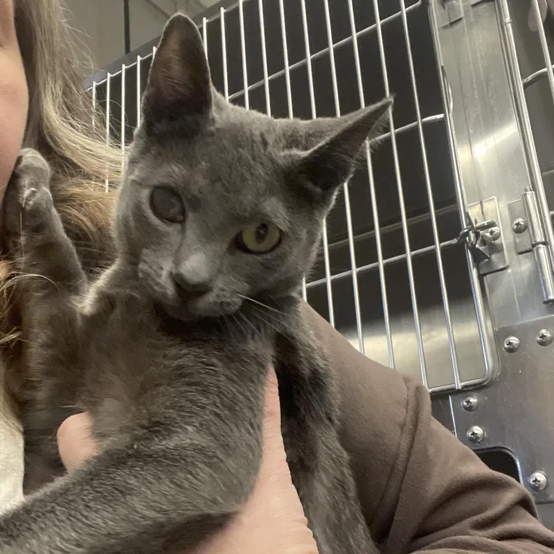 An adult medium-sized female Domestic Short Hair cat named Avalon Rose for adoption in Spokane, WA