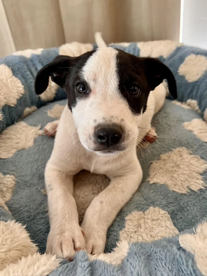 A baby medium-sized male Terrier dog named Scout for adoption in Encino, CA