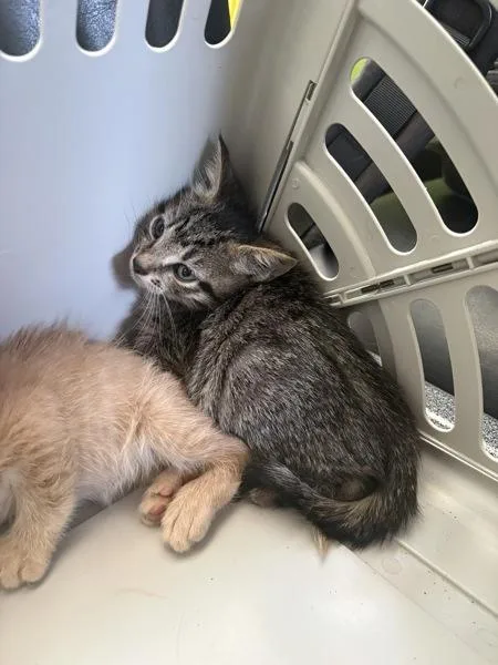 A baby small-sized male Domestic Short Hair cat named Kc for adoption in Lawrenceville, GA