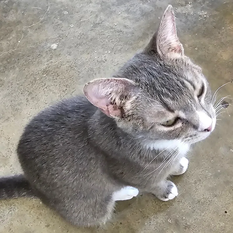 Starfire thumbnail 2