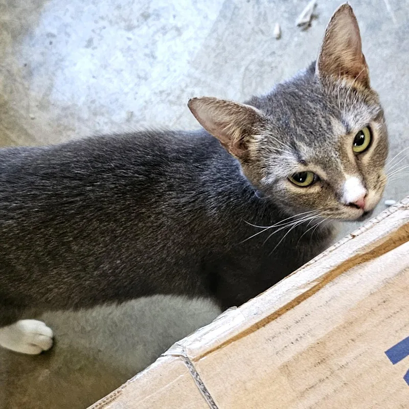 Starfire thumbnail 3