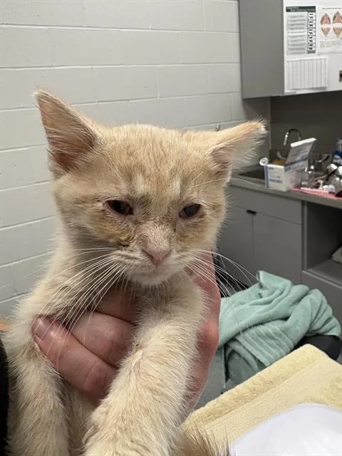 A baby small-sized female Domestic Short Hair cat named Pixie for adoption in Indianapolis, IN