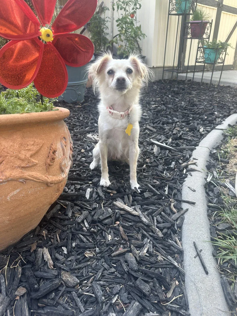 Belle Bella