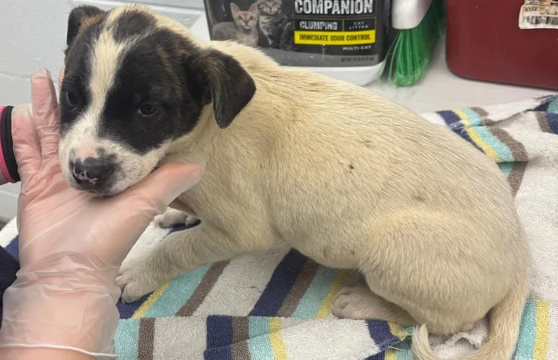 A baby small-sized female Mixed Breed dog named Towanda for adoption in Oxford, NC