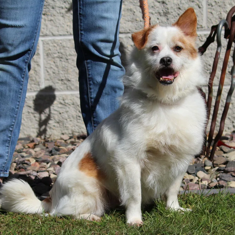 An adult small-sized male Mixed Breed dog named Gizmo for adoption in Portage, WI