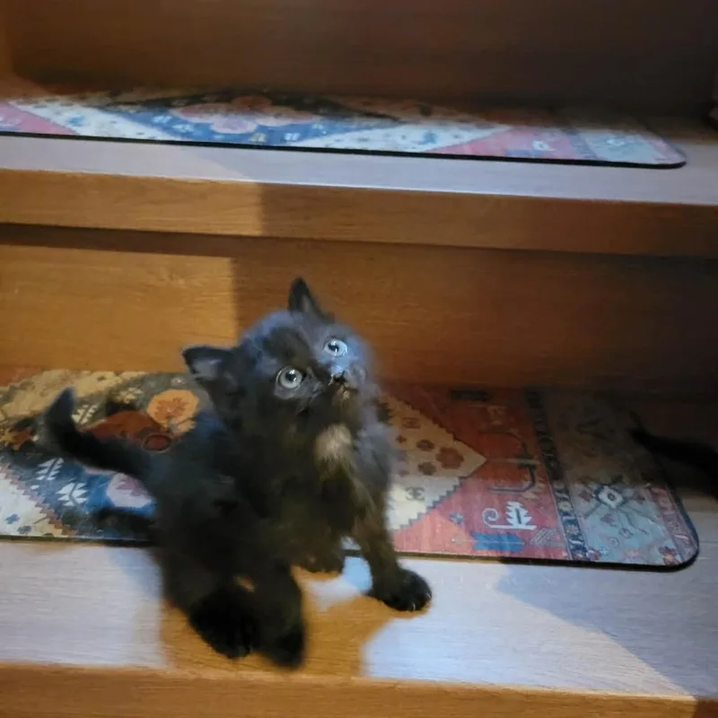 A baby small-sized male Black Domestic Short Hair cat named Elvis for adoption in Spruce Pine, NC