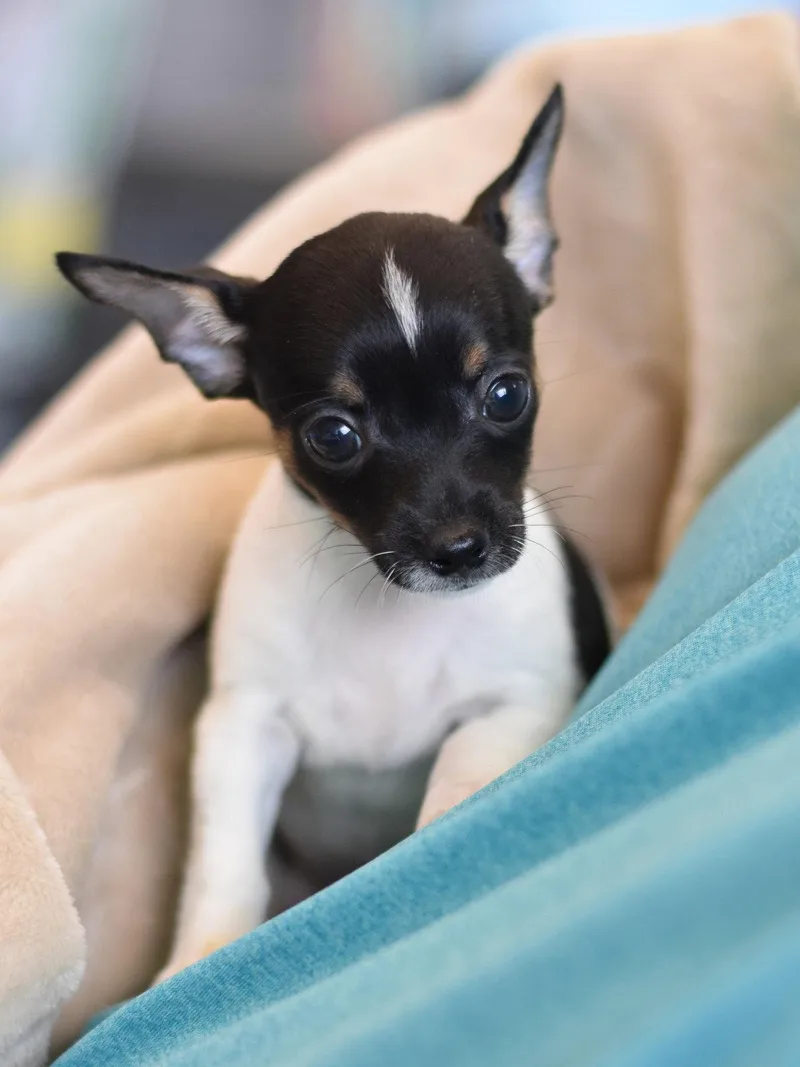 A baby small-sized female Chihuahua dog named Carita for adoption in Montgomery, TX