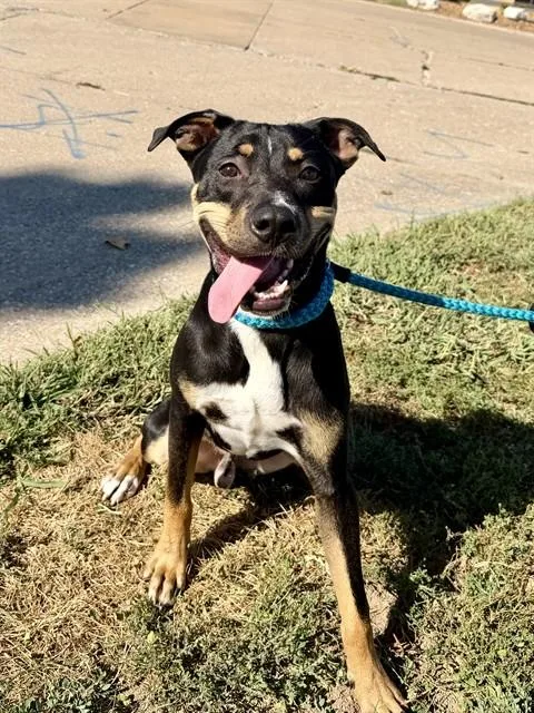 A young medium-sized male Rottweiler dog named Ezekiel for adoption in Olivette, MO