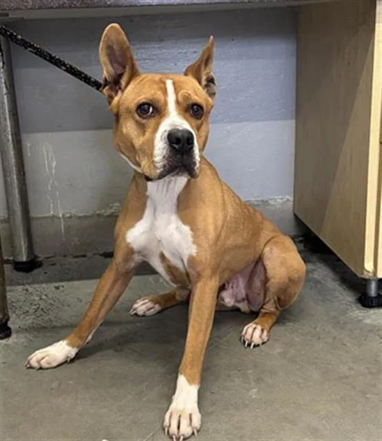 An adult medium-sized male Pit Bull Terrier dog named Franklin for adoption in Camarillo, CA