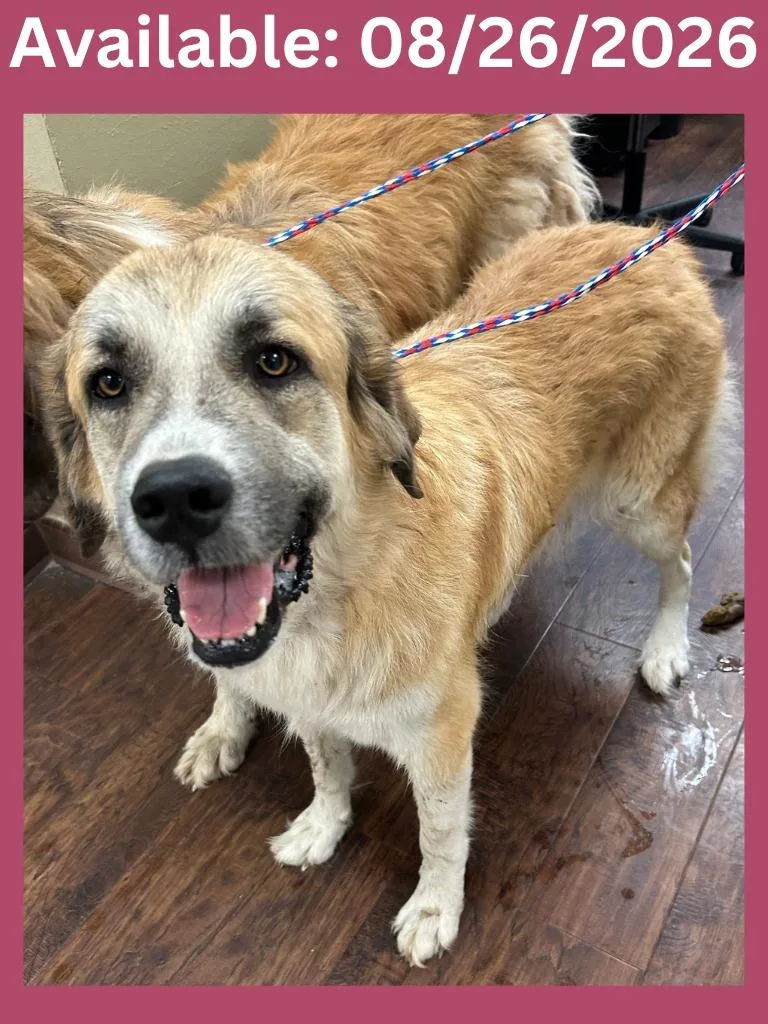 A young extra large-sized female Anatolian Shepherd dog named Dog Kennel Penelapi for adoption in Greenville, TX