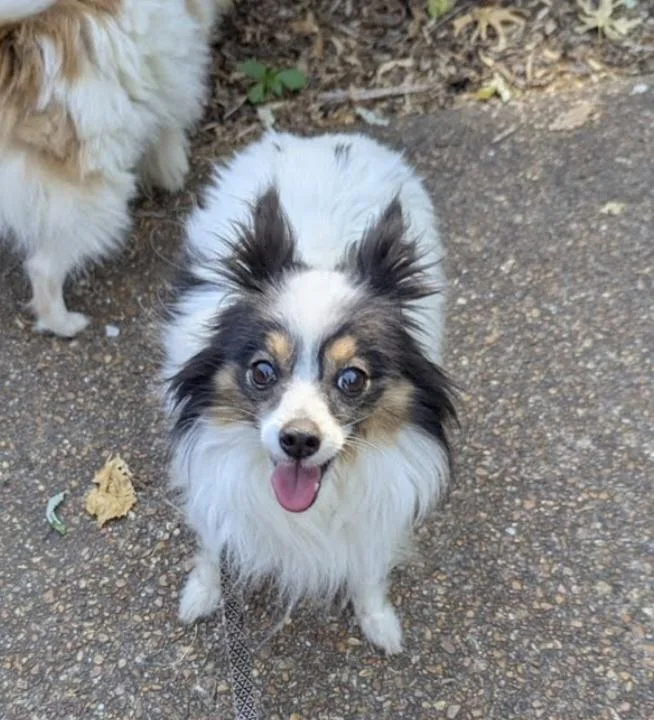 A senior small-sized male Papillon dog named Kodi for adoption in Knoxville, TN