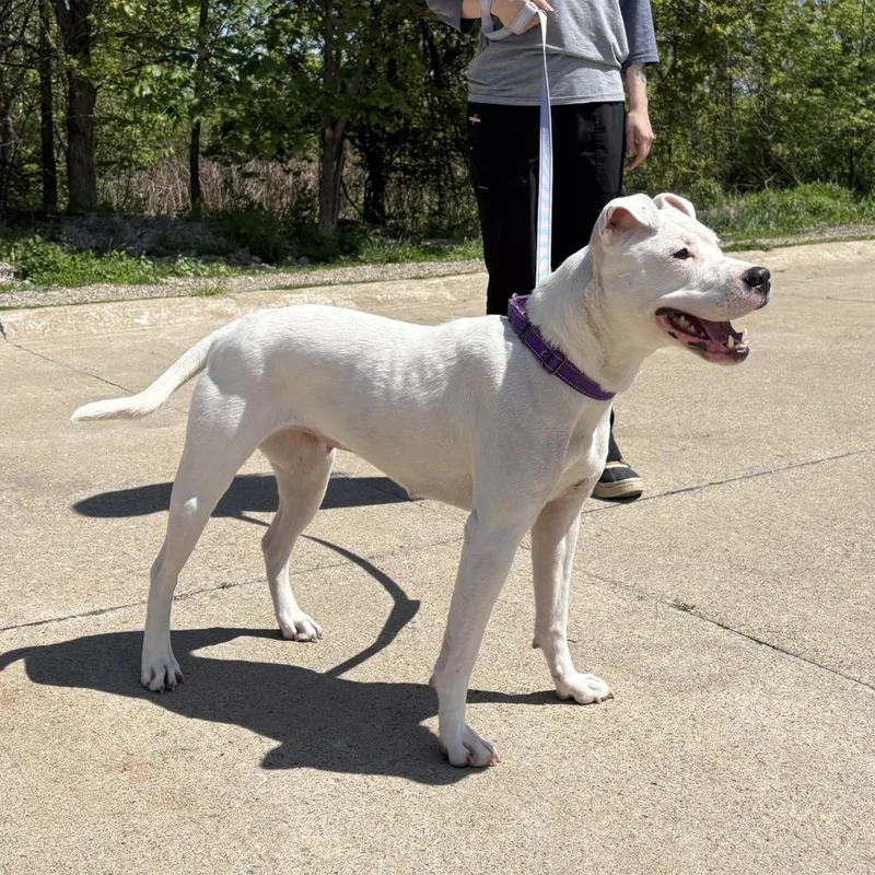 A young medium-sized female White / Cream Mixed Breed dog named Barbie for adoption in Mentor, OH