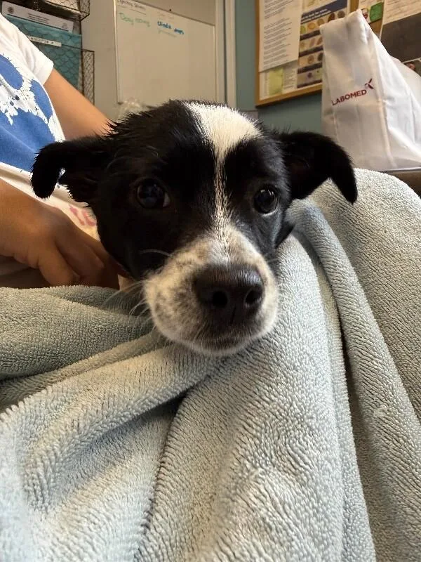 A young small-sized male Black Jack Russell Terrier dog named Chance for adoption in Aiken, SC