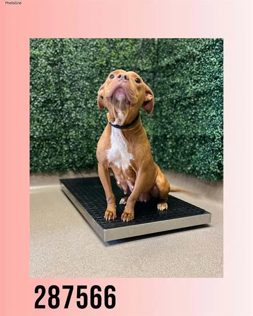 An adult medium-sized female American Bulldog dog named Phoebe for adoption in Macon, GA