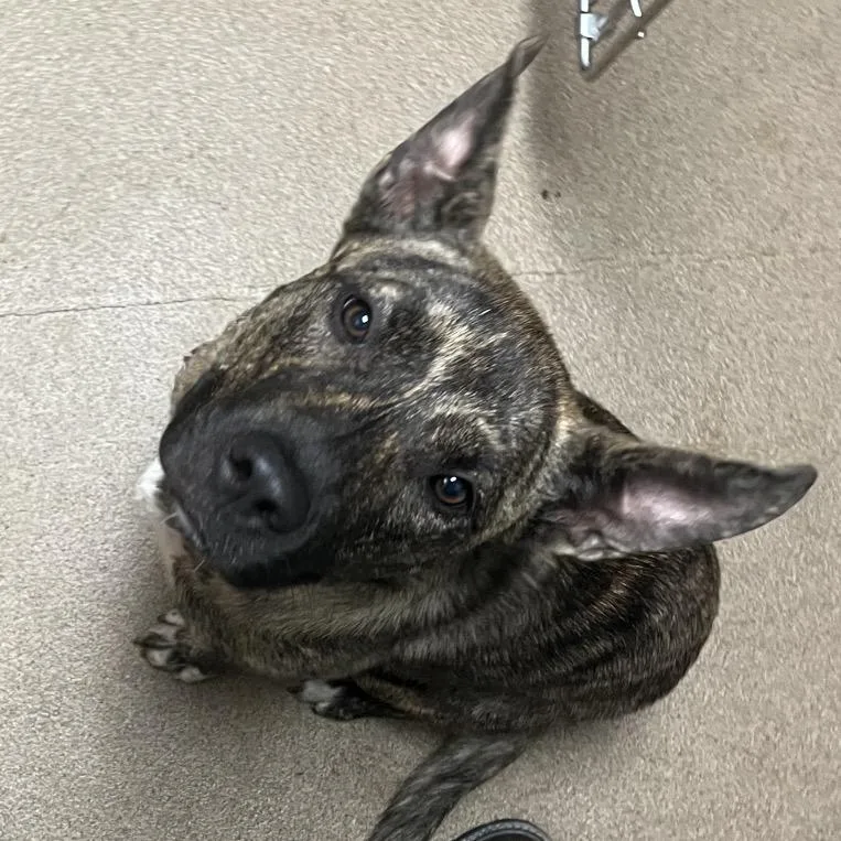 An adult medium-sized female Brindle Mixed Breed dog named Domino for adoption in Chattanooga, TN