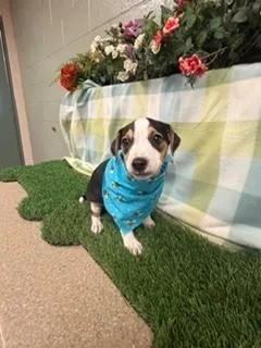 A baby medium-sized male Tricolor (Brown, Black, & White) American Staffordshire Terrier dog named Toad for adoption in Visalia, CA