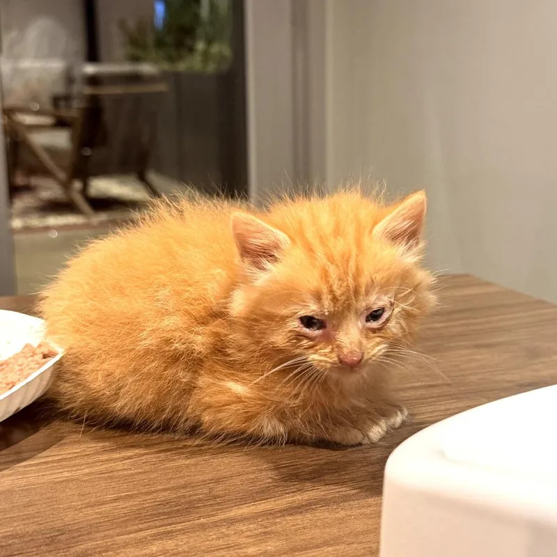A baby small-sized male Orange / Red Domestic Medium Hair cat named Shaggy for adoption in Delaware, OH
