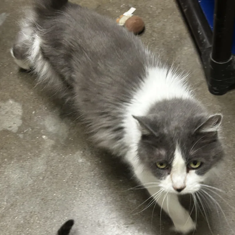 An adult medium-sized male Gray & White Domestic Long Hair cat named Travis for adoption in Zimmerman, MN