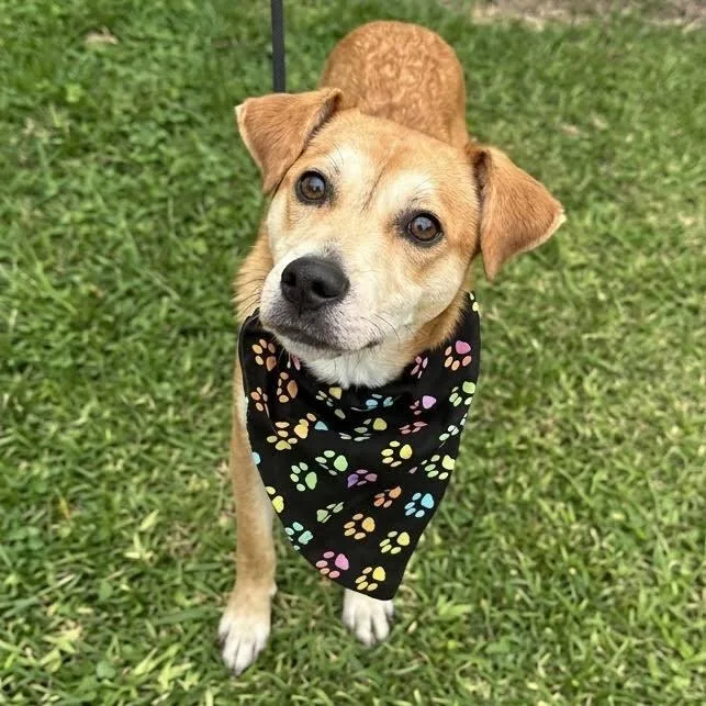 A young small-sized male Terrier dog named Frankie for adoption in Bloomfield, CT